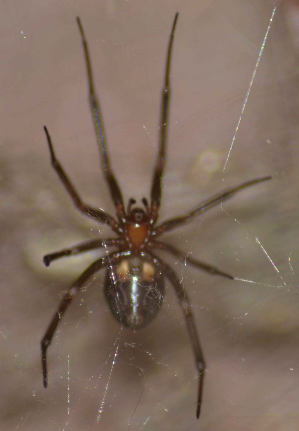 Steatoda nobilis; Steatoda grossa - Grosseto (GR)